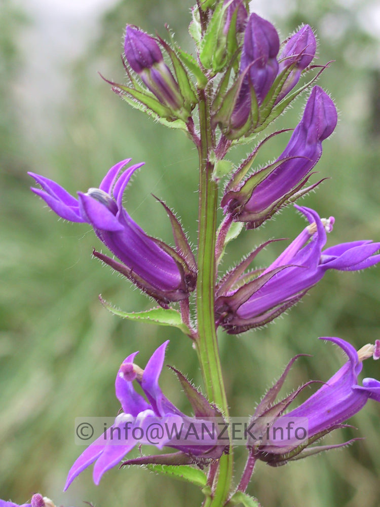 Lobelia gerardii.JPG